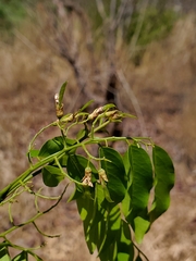 Dalbergia bracteolata image