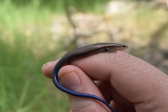 Plestiodon multivirgatus