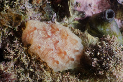 Aplidium powelli