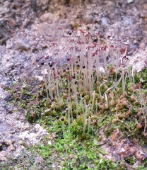 Mesoptychia badensis