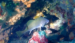 Sciaena umbra