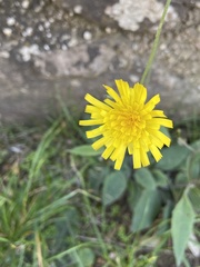 Hieracium maculatum