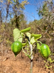 Adenia olaboensis image