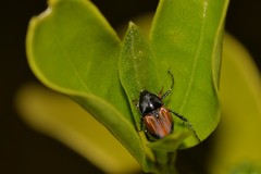 Phyllotocus navicularis