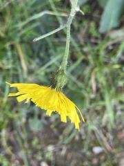 Hieracium maculatum