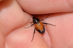 Phyllotocus navicularis