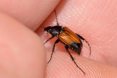 Phyllotocus navicularis