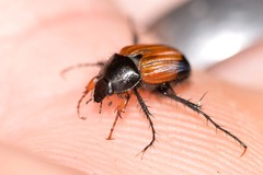 Phyllotocus navicularis