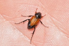 Phyllotocus navicularis