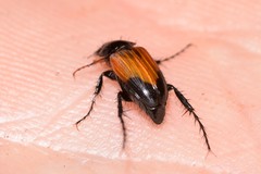 Phyllotocus navicularis