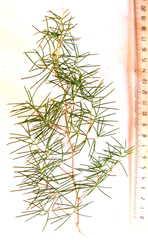 Asparagus retrofractus