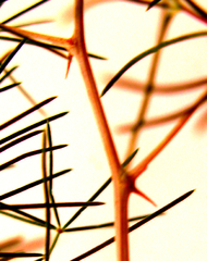 Asparagus retrofractus