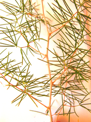 Asparagus retrofractus