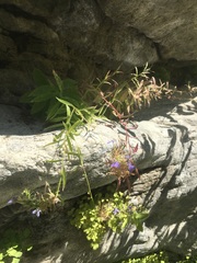 Palmerella debilis serrata