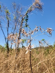 Carphalea