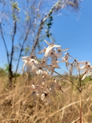 Carphalea