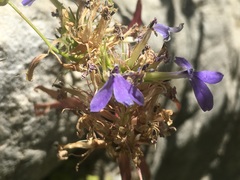 Palmerella debilis serrata