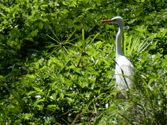 Ardea intermedia plumifera