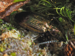 Bembidion punctulatum