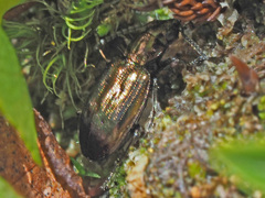 Bembidion punctulatum