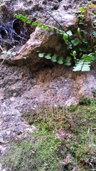 Mesoptychia badensis