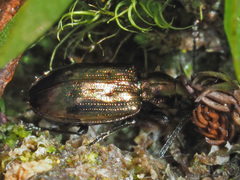 Bembidion punctulatum
