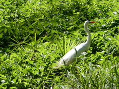Ardea intermedia plumifera