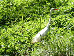 Ardea intermedia plumifera
