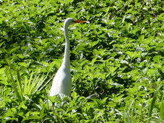 Ardea intermedia plumifera