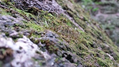 Mesoptychia badensis