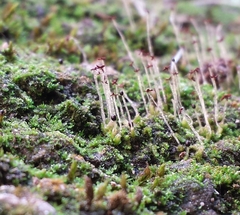 Mesoptychia badensis