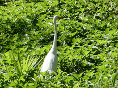 Ardea intermedia plumifera