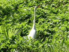 Ardea intermedia plumifera