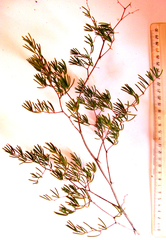 Asparagus crassicladus
