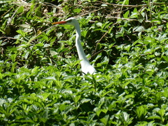 Ardea intermedia plumifera