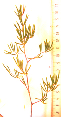 Asparagus crassicladus