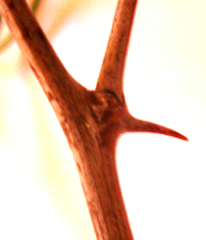 Asparagus crassicladus