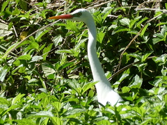 Ardea intermedia plumifera