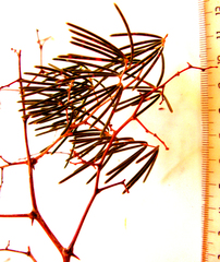 Asparagus crassicladus