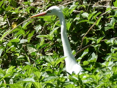 Ardea intermedia plumifera