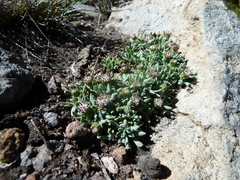 Senecio tassaensis