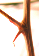 Asparagus crassicladus