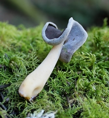 Helvella compressa