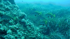 Sciaena umbra