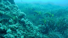 Sciaena umbra