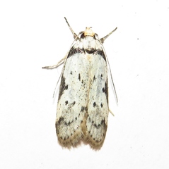 Philobota thiocrossa