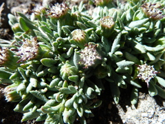Senecio tassaensis