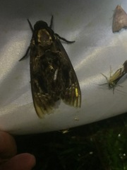 Acherontia