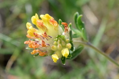 Anthyllis vulneraria boissieri