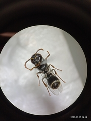 Subancistrocerus